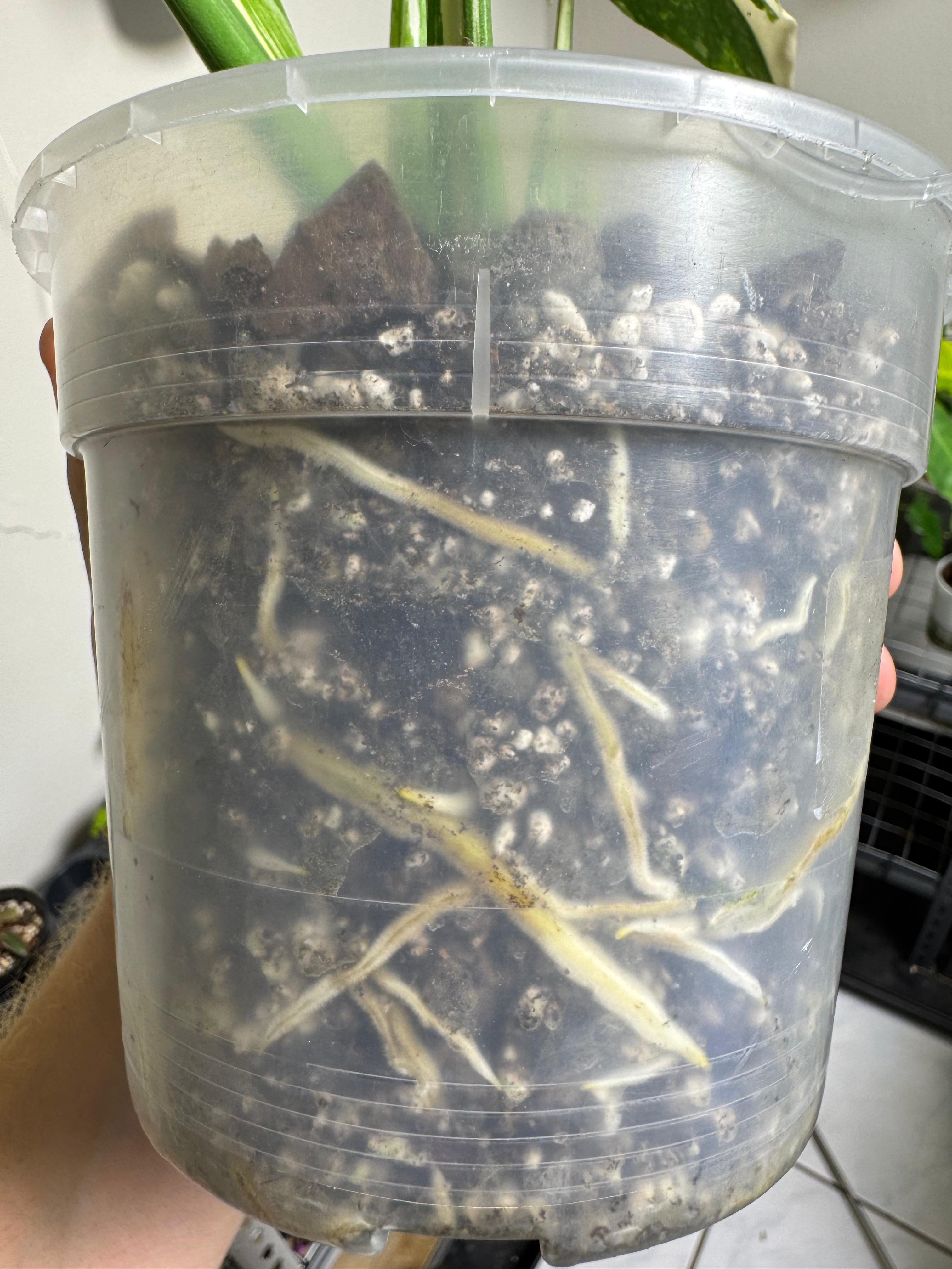 Roots after ROOTLABS